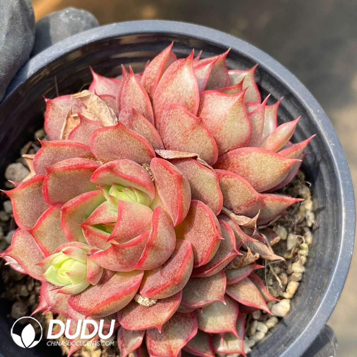 09185D90201.jpg Echeveria Cestar Double Heads - Image 1