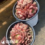 Echeveria Cestar Double Heads - Image 2