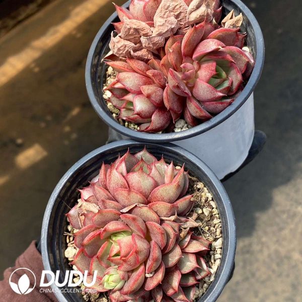 Echeveria Cestar Double Heads - Image 2