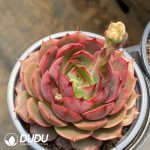 Echeveria Cestar