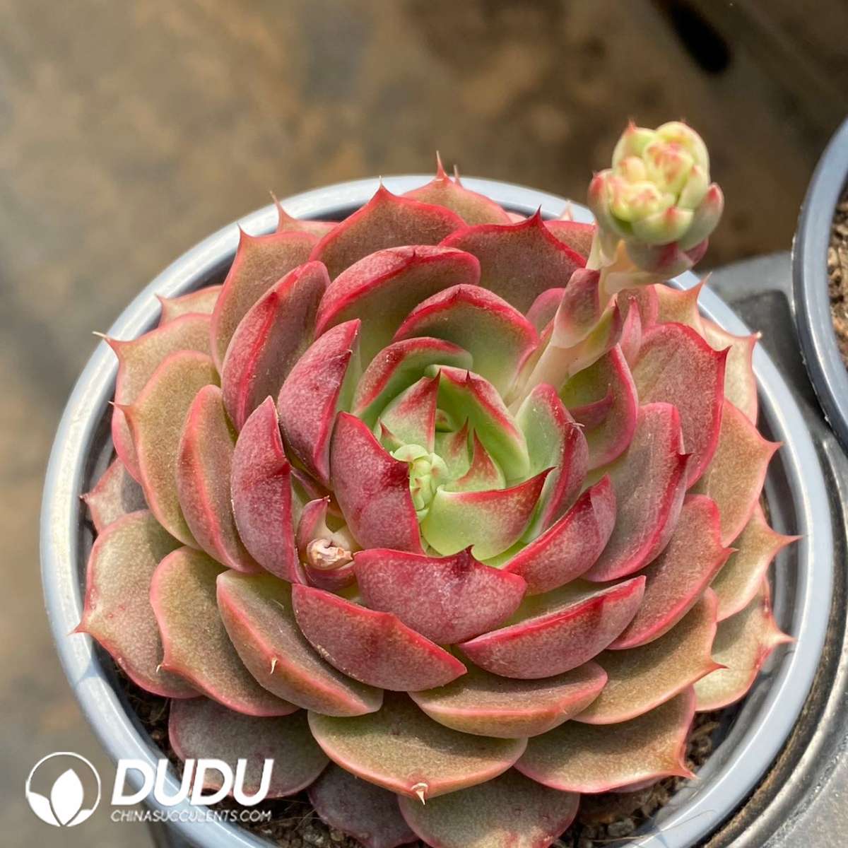 09186D90201.jpg Echeveria Cestar - Image 1