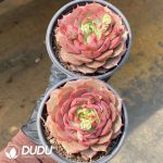 Echeveria Cestar - Image 2