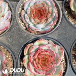 Echeveria Blood Romance - Image 2