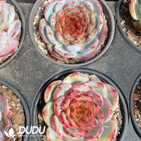 Echeveria Blood Romance - Image 2