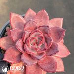 Echeveria Brown Sugar Card