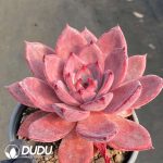 Echeveria Brown Sugar Card - Image 2