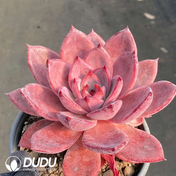 Echeveria Brown Sugar Card - Image 2