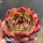 Echeveria Frank UK