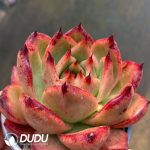 Echeveria Frank UK - Image 2