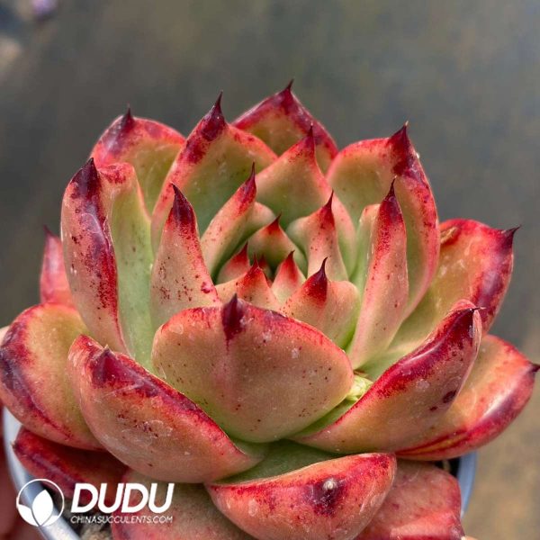 Echeveria Frank UK - Image 2