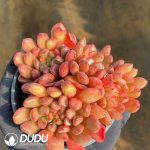 Echeveria Pink Rubby