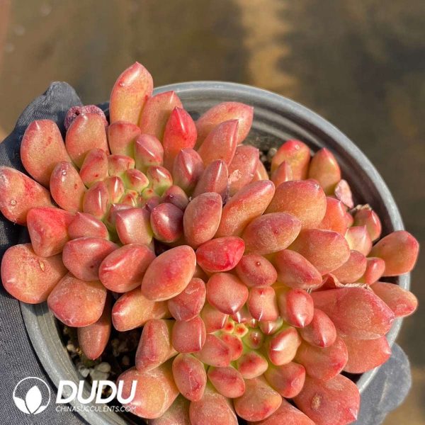 Echeveria Pink Rubby - Image 2