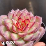 Echeveria Pulidonis Hybrid