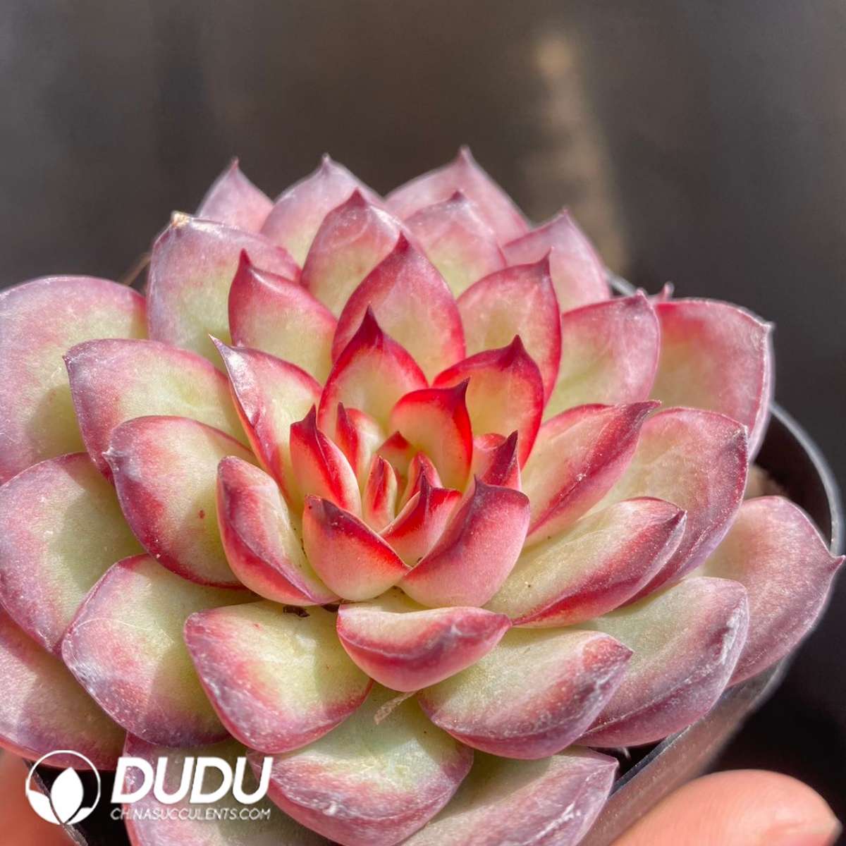09191D60201.jpg Echeveria Pulidonis Hybrid - Image 1