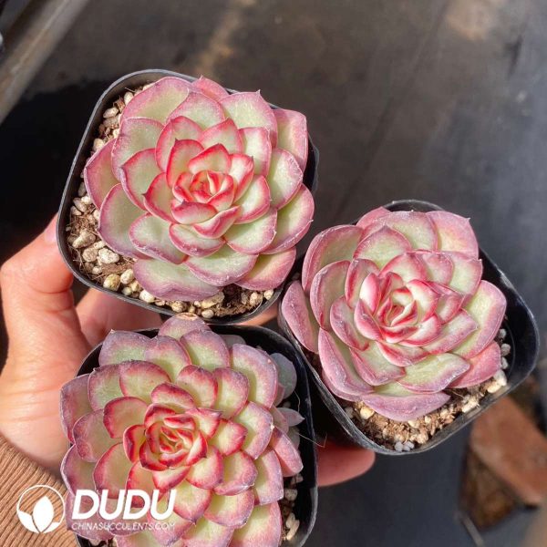 Echeveria Pulidonis Hybrid - Image 2