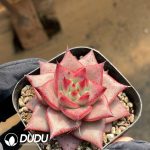 Echeveria Agavoides Romeo