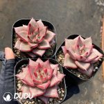 Echeveria Agavoides Romeo - Image 2