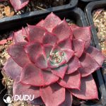 Echeveria Corsican Rose