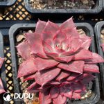 Echeveria Corsican Rose - Image 2