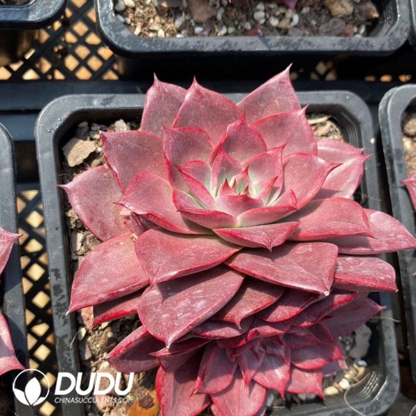 Echeveria Corsican Rose - Image 2