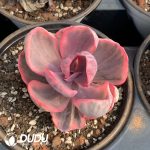 Echeveria Blue Waves Variegated