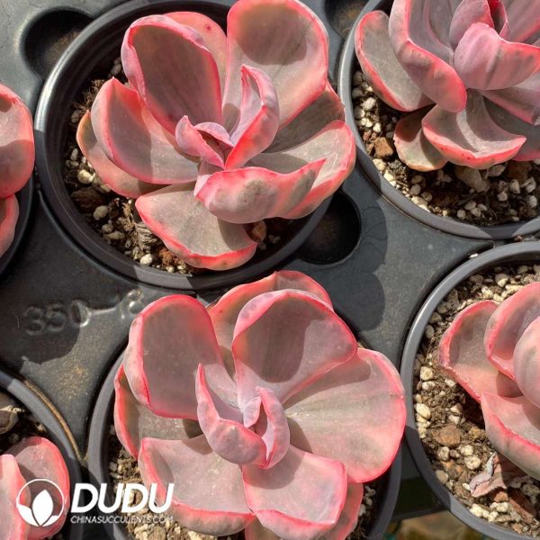 Echeveria Blue Waves Variegated - Image 2