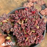 Echeveria Rezry Variegated