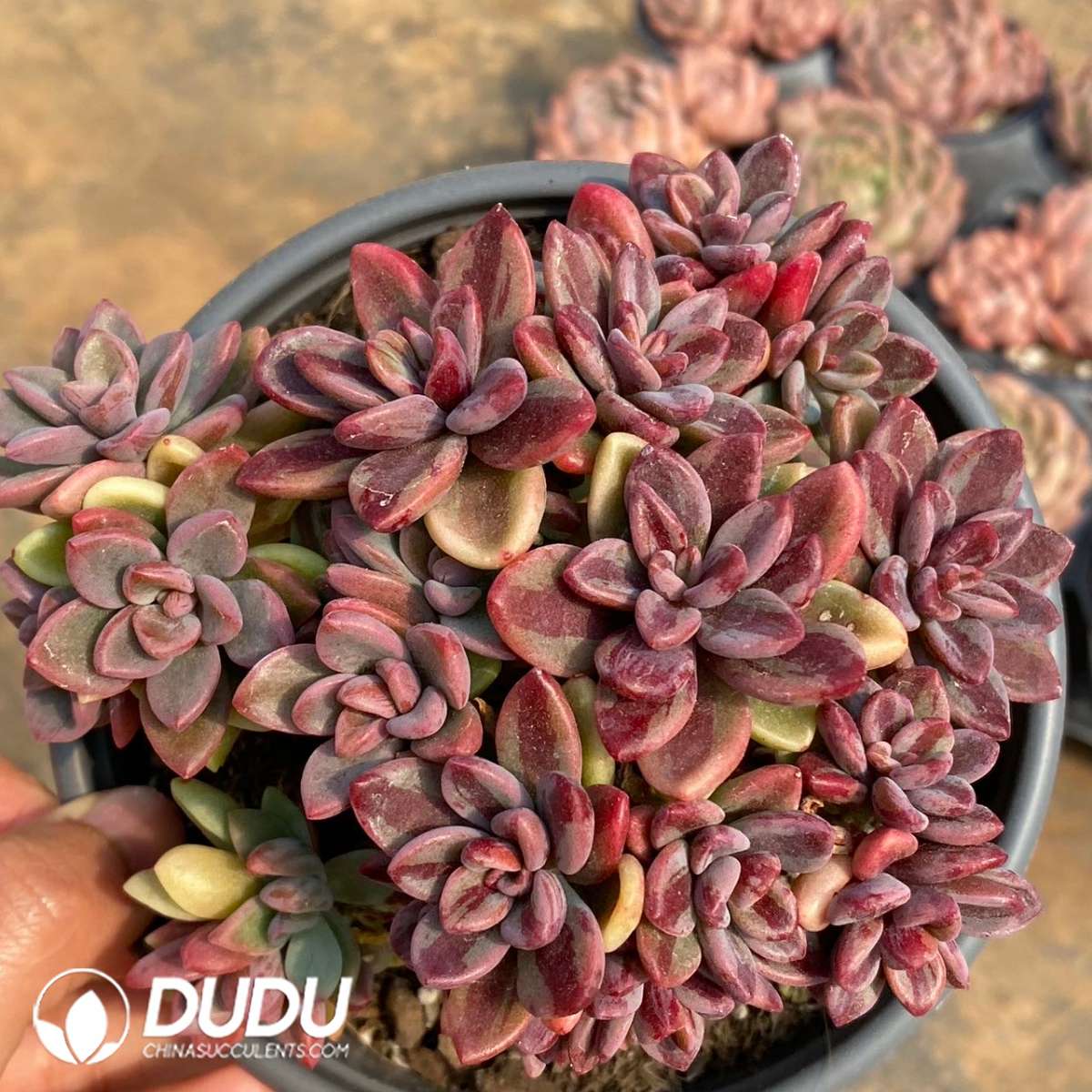 09195D120201.jpg Echeveria Rezry Variegated - Image 1