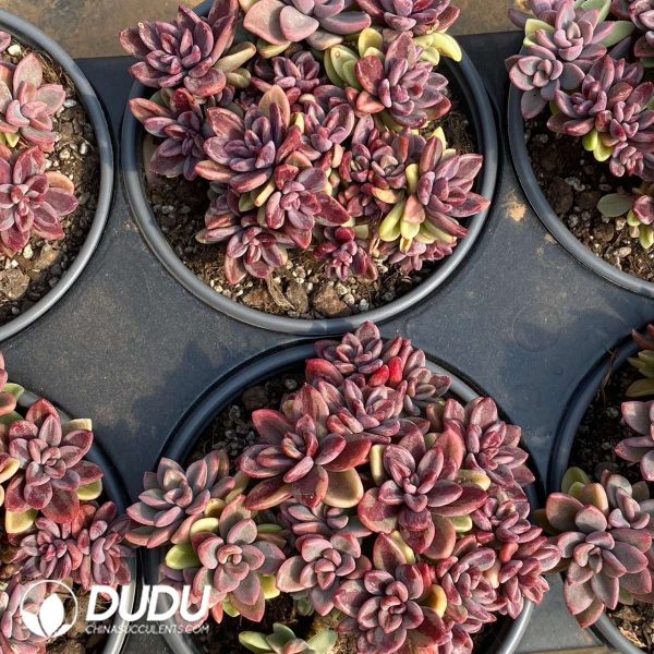 Echeveria Rezry Variegated - Image 2