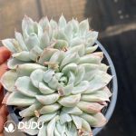 Echeveria Simpson Variegated