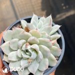Echeveria Simpson Variegated - Image 2
