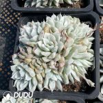 Echeveria Simpson Variegated