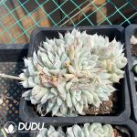 Echeveria Simpson Variegated - Image 2