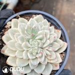 Echeveria Zaragoza Variegated