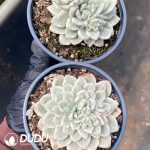 Echeveria Zaragoza Variegated - Image 2