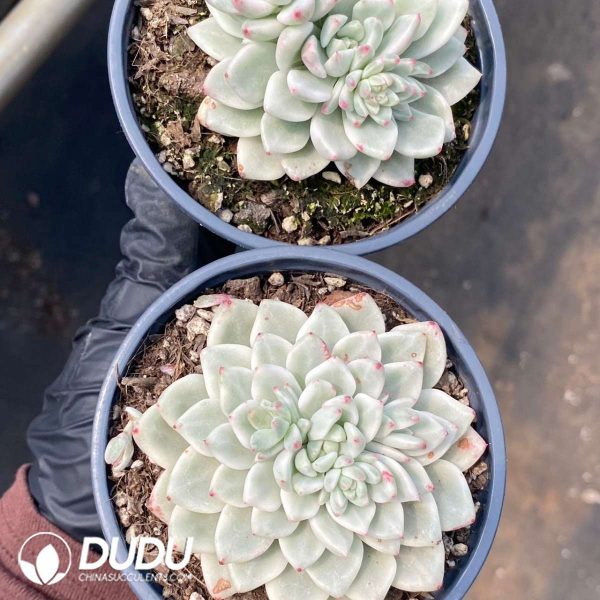 Echeveria Zaragoza Variegated - Image 2