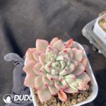 Echeveria Zaragoza Variegated