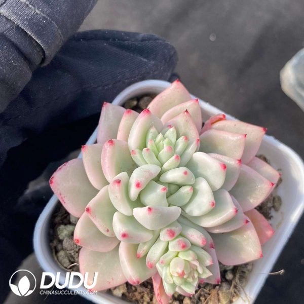 Echeveria Zaragoza Variegated - Image 2