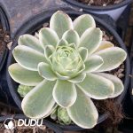 Echeveria Mountain Rose Variegated