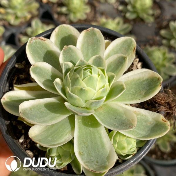 Echeveria Mountain Rose Variegated - Image 2