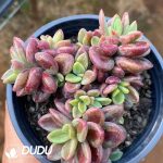 Echeveria Rezry Variegated