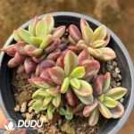 Echeveria Rezry Variegated - Image 2