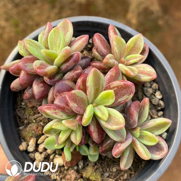 Echeveria Rezry Variegated - Image 2