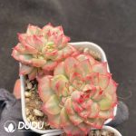 Echeveria Maibina Variegated