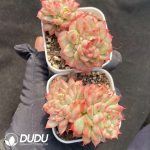 Echeveria Maibina Variegated - Image 2