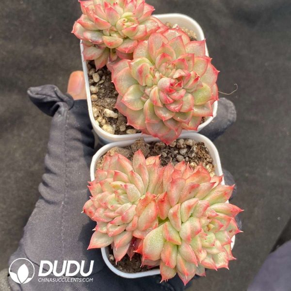 Echeveria Maibina Variegated - Image 2