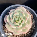 Echeveria Vanilla Variegated