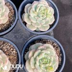 Echeveria Vanilla Variegated - Image 2