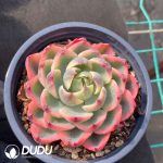 Echeveria Treleasei Variegated