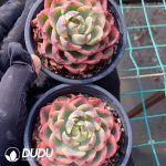 Echeveria Treleasei Variegated - Image 2